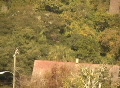 video clip 57429