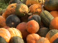A pile of pumpkins Video