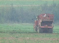 Sugar beets harvesting Video