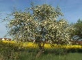 Field of rape seed with single apple tree. Video