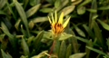 video clip 77657