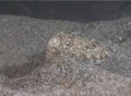 A Cuttlefish (“Sepia Officinalis")