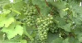 Vineyard in Summer Video