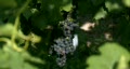 Vineyard in Summer Video