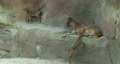 video clip 83061