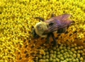 video clip 85245