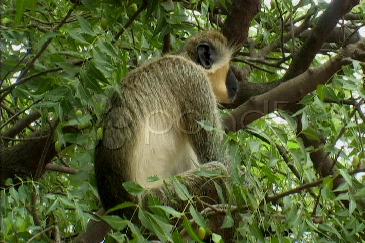 monkey falling out of tree