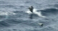 Dolphins leaping