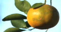 video clip 89541