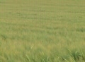 video clip 97021