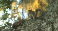 video clip 98277