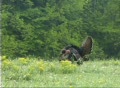 wild turkey gobbleing