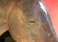 Horse's Head Video