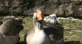 video clip 111631