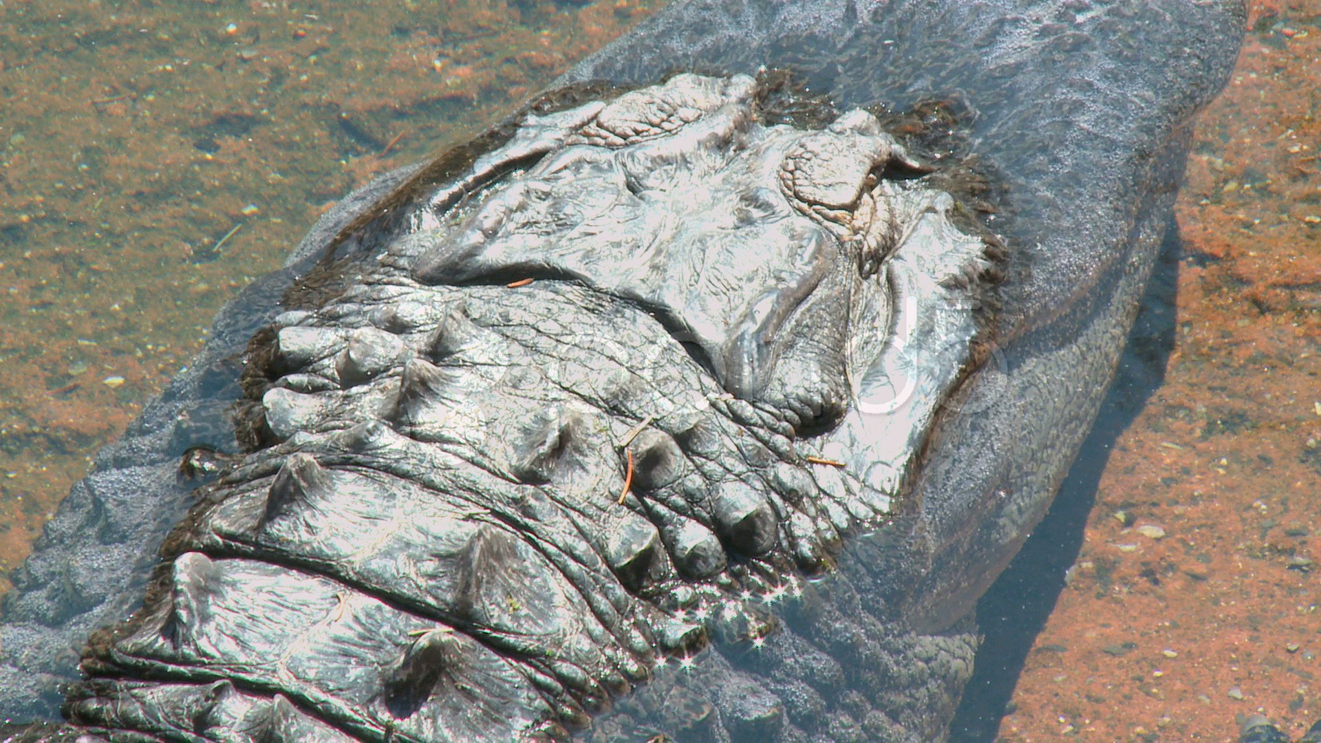 alligator skin part 1 stock footage 114237 pond5 alligator skin part 1 stock footage 114237 pond5 alligator skin part 1 stock footage 114237 pond5 alligator skin part 1 stock footage 114237 pond5