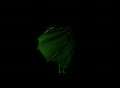 video clip 116623