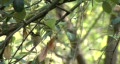 video clip 117681