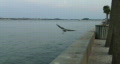 video clip 117699
