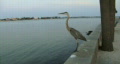 video clip 117709