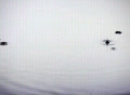 video clip 124989