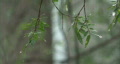 video clip 129387