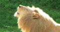 White Lion Roaring Video