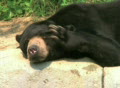Sun Bear Scratching Head Video