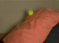 video clip 139693