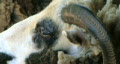 Jacob Sheep Close-up Video