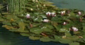 Pink water lily buds