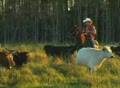 Driving Cattle Agricultural Ranch