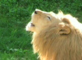 White Lion Roaring Video