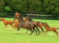 video clip 146543