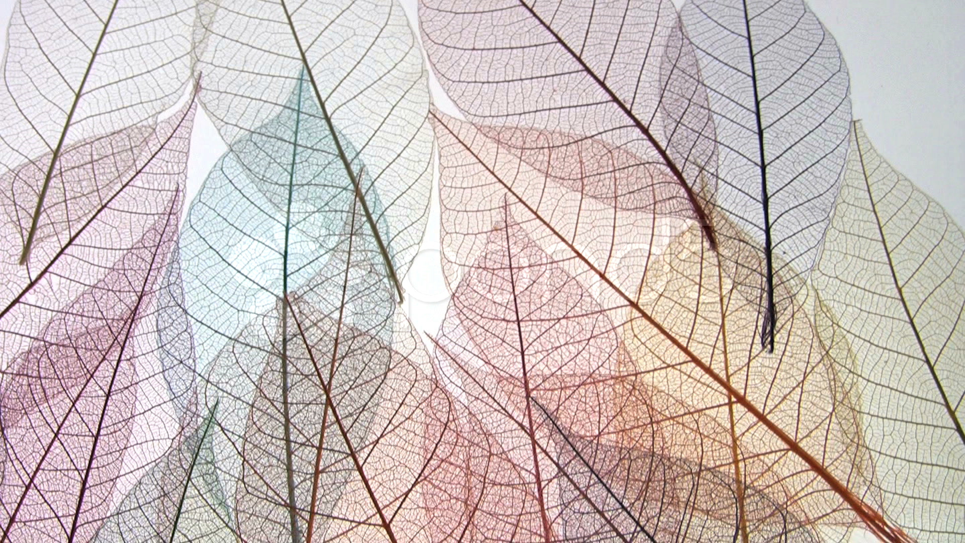 leaf-vein-framework-structure-patterns-stock-video-196275-hd-stock