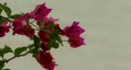 video clip 234455