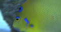 video clip 264427