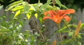 Tiger Lilly Flower 3 Video