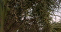 video clip 267193