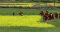 video clip 267319