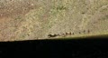video clip 268111