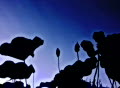 video clip 276569