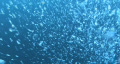 Bubbles