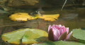 Frog Jumps off Lily Pad and is Replaced By Another