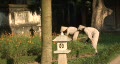 video clip 288839