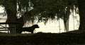video clip 294345