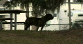 video clip 294447