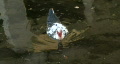 video clip 294685