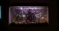 video clip 295927