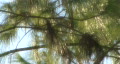 video clip 305905