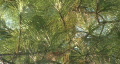 video clip 306275